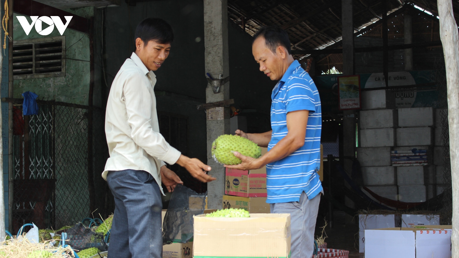 Giá mãng cầu xiêm cao kỷ lục